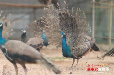 百合、火龙果花相继盛开,泰安道朗镇鱼池西村花香满园