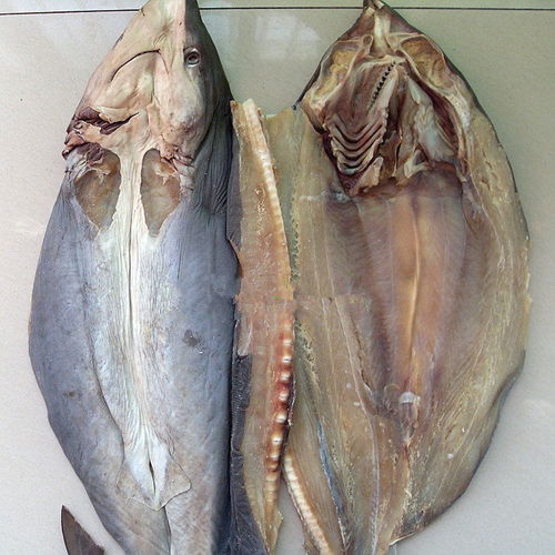 整条鲨鱼干500克深海大鲨鱼肉干海产品干鱼鲞海鲜干货