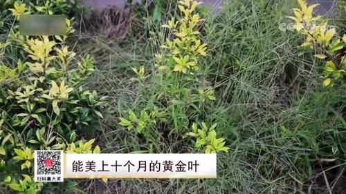 养殖户为解决苗木周边杂草,请来非洲雁帮忙,场面过于震撼